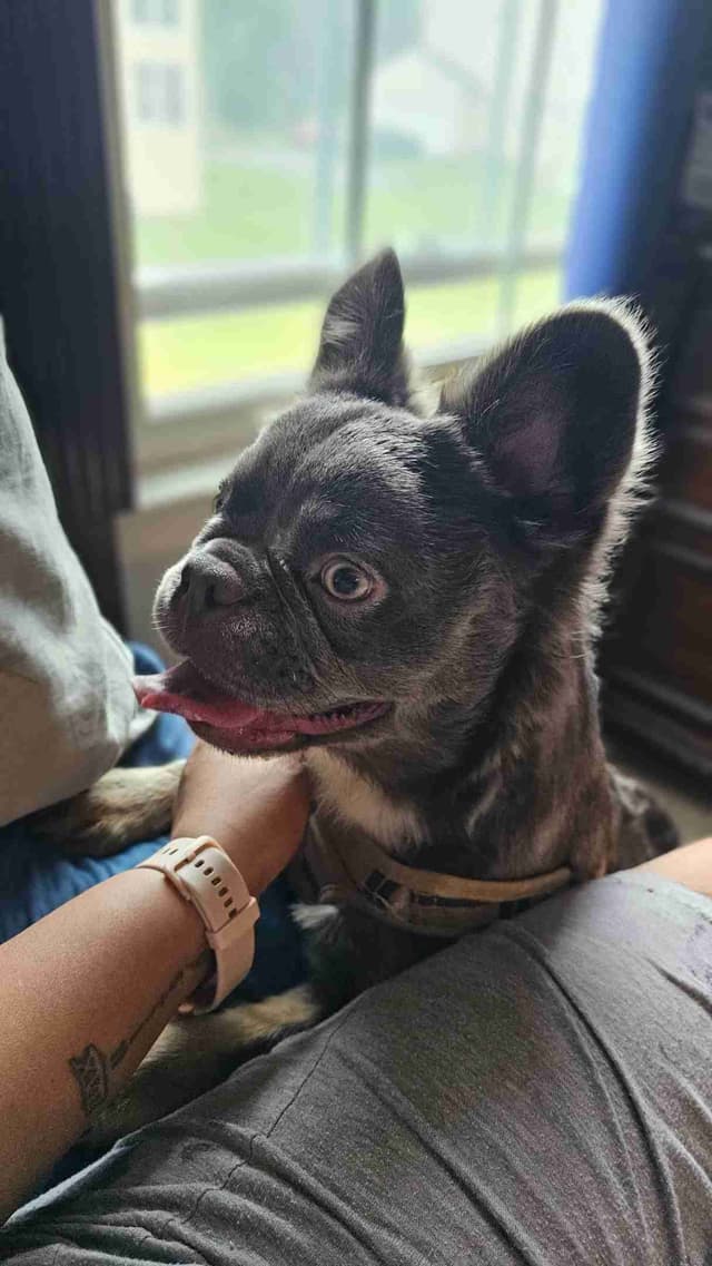 The Tequila Litter - French bulldogs, long haired, Puppies media 13