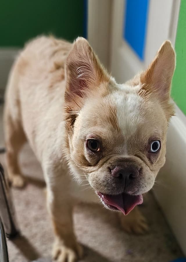 The Tequila Litter - French bulldogs, long haired, Puppies media 18