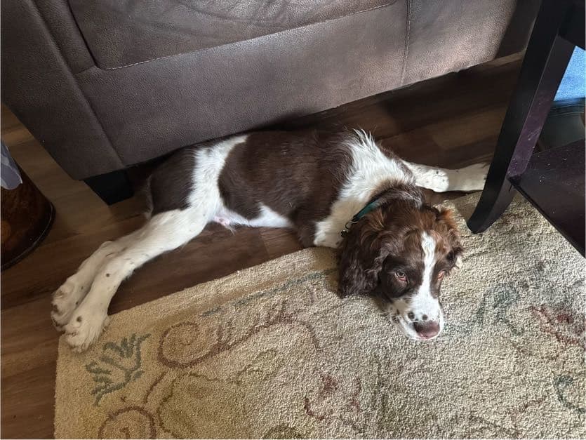 English Springer Spaniel Older Puppy breeder image 4