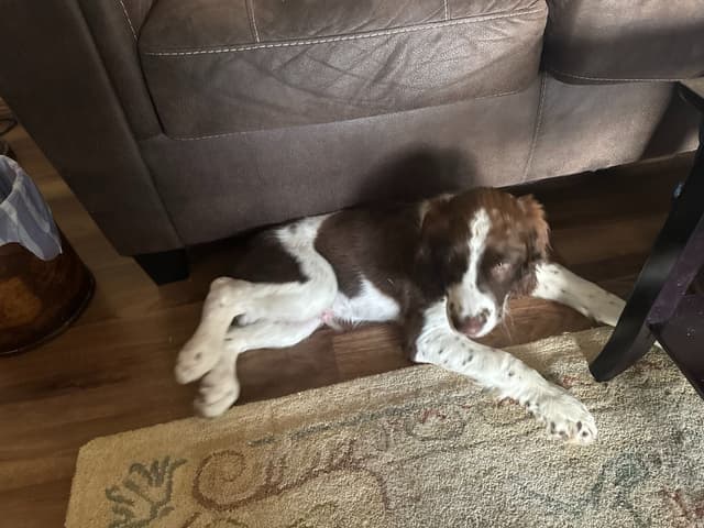English Springer Spaniel Older Puppy media 2