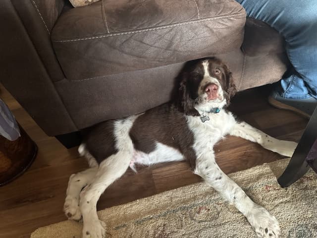 English Springer Spaniel Older Puppy media 4