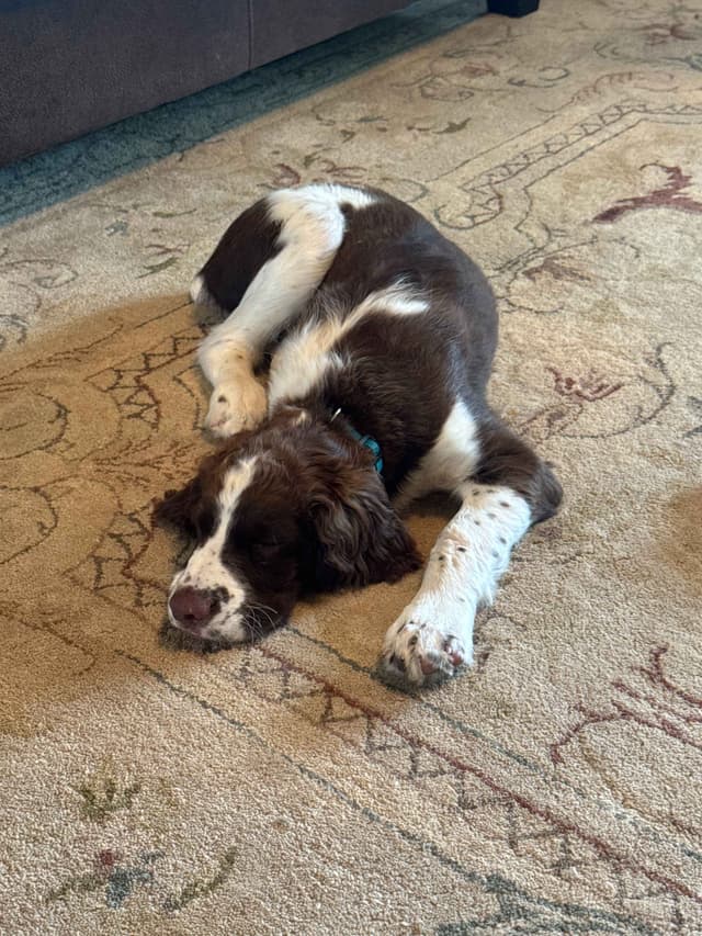 English Springer Spaniel Older Puppy media 5