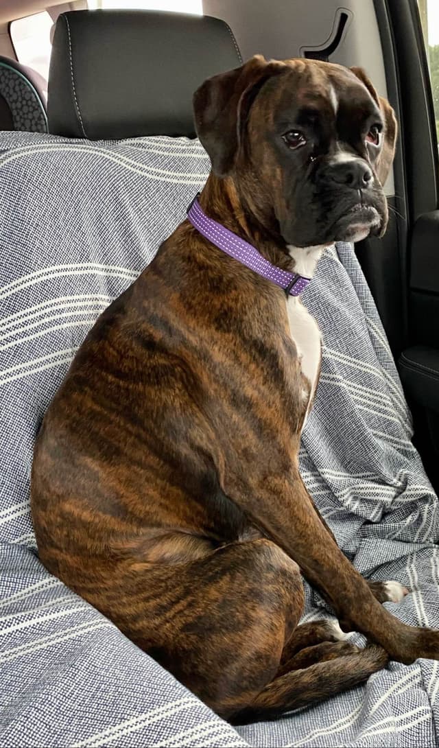 Boxer Puppies - Ready to Find Homes media 2