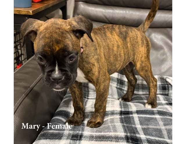 Boxer Puppies - Ready to Find Homes media 3