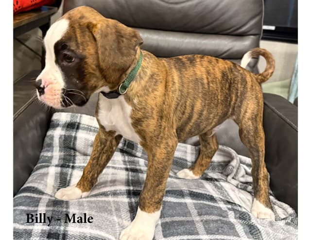Boxer Puppies - Ready to Find Homes media 4