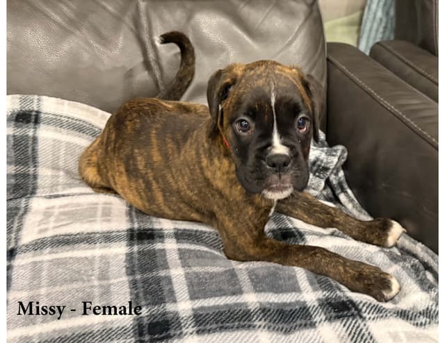 Boxer Puppies - Ready to Find Homes media 5