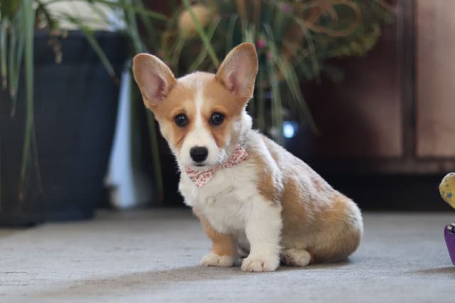 Gorgeous Pembroke Welsh Corgi Puppies media 2