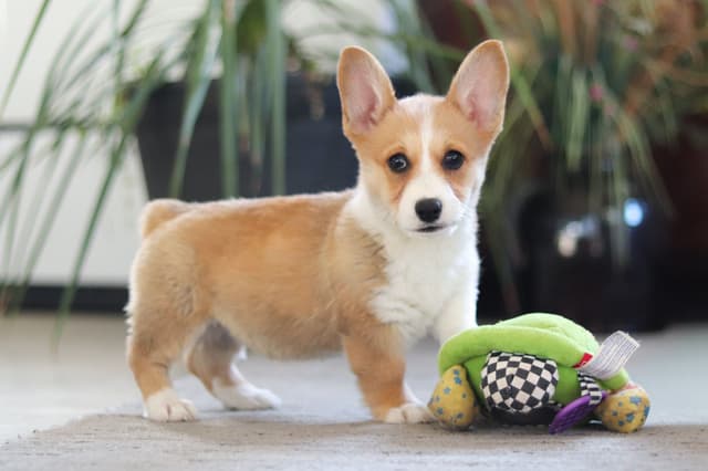 Gorgeous Pembroke Welsh Corgi Puppies media 4