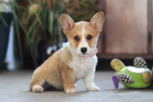 Gorgeous Pembroke Welsh Corgi Puppies media 6