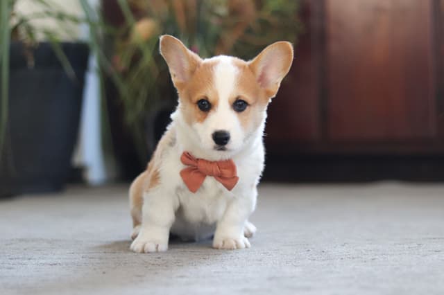 Gorgeous Pembroke Welsh Corgi Puppies media 7