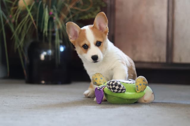 Gorgeous Pembroke Welsh Corgi Puppies media 8