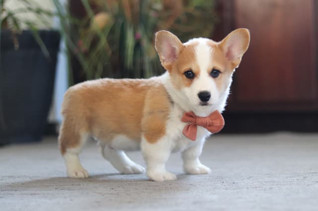 Gorgeous Pembroke Welsh Corgi Puppies media 9