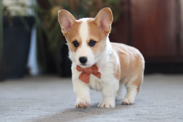 Gorgeous Pembroke Welsh Corgi Puppies media 10