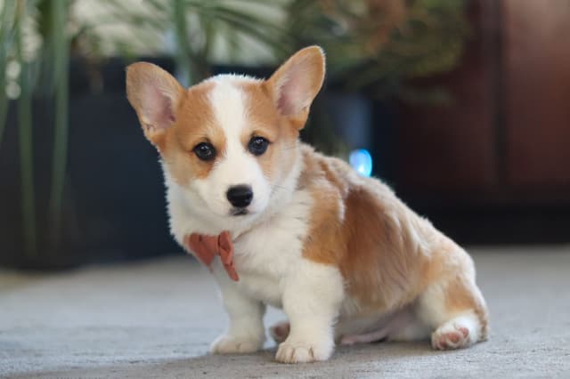 Gorgeous Pembroke Welsh Corgi Puppies media 11