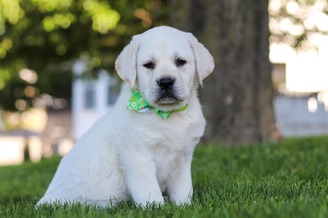 Labrador Retriever Puppies media 2
