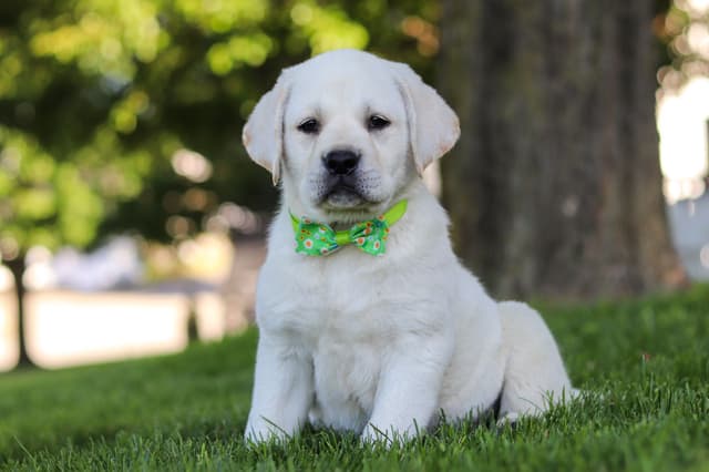 Labrador Retriever Puppies media 4