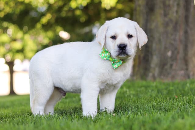 Labrador Retriever Puppies media 6