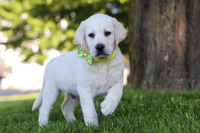 Labrador Retriever Puppies media 7