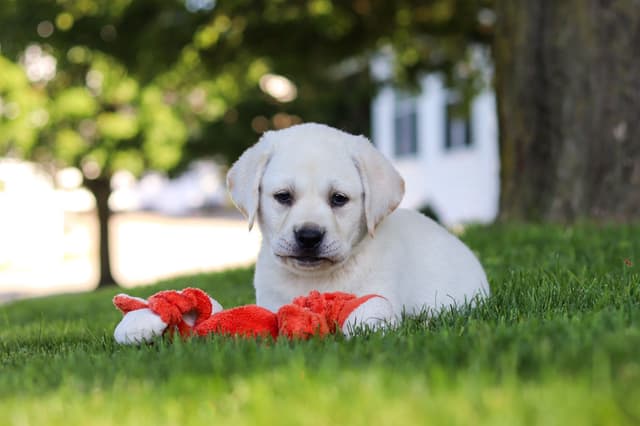 Labrador Retriever Puppies media 8