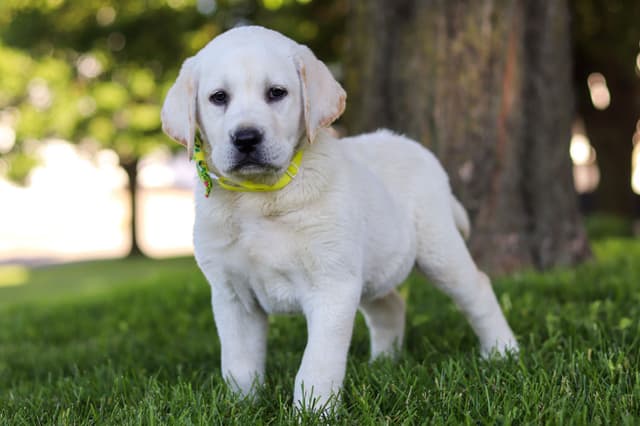 Labrador Retriever Puppies media 9