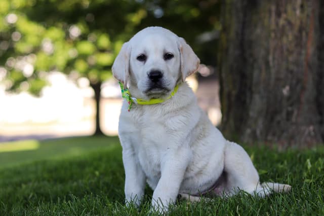 Labrador Retriever Puppies media 10