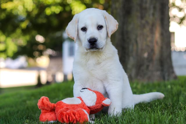 Labrador Retriever Puppies media 13