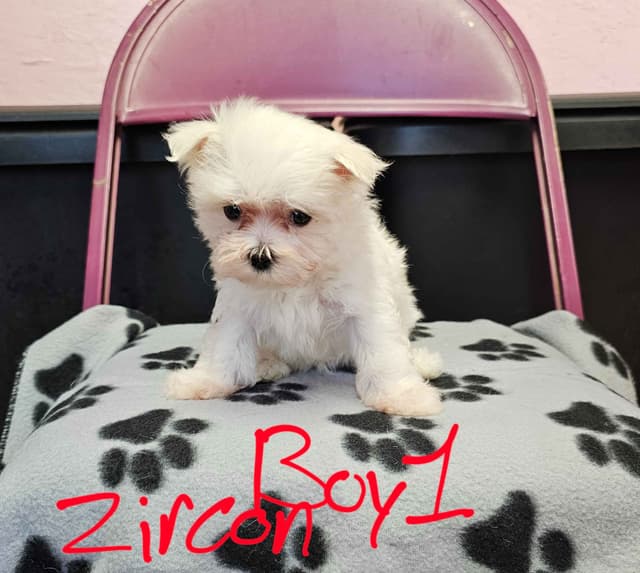 Maltese Puppies media 2