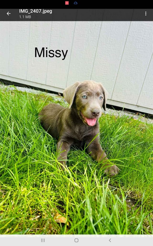 Labrador Retriever Puppies media 2