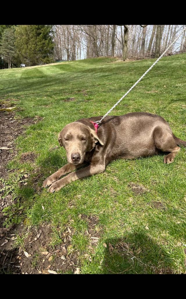 Labrador Retriever Puppies media 3