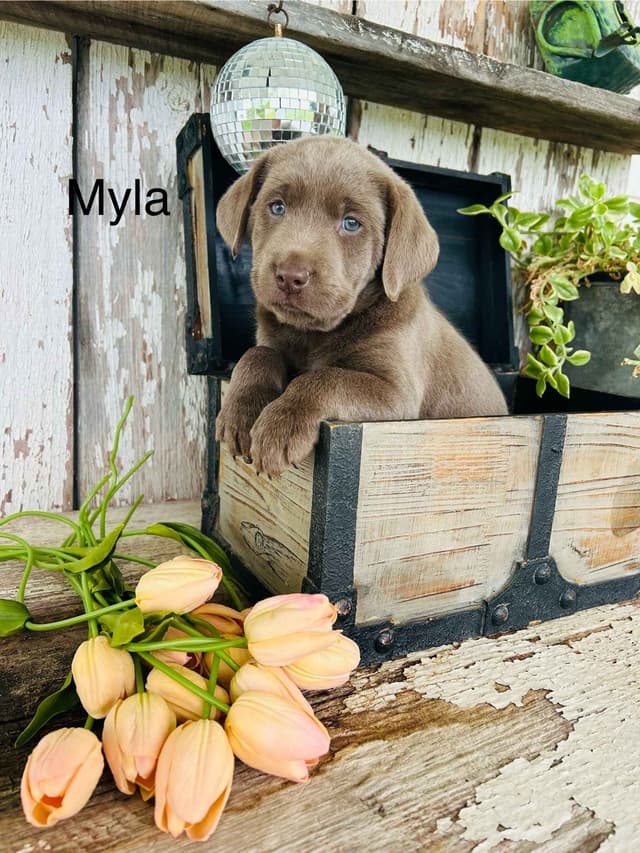 Labrador Retriever Puppies media 5