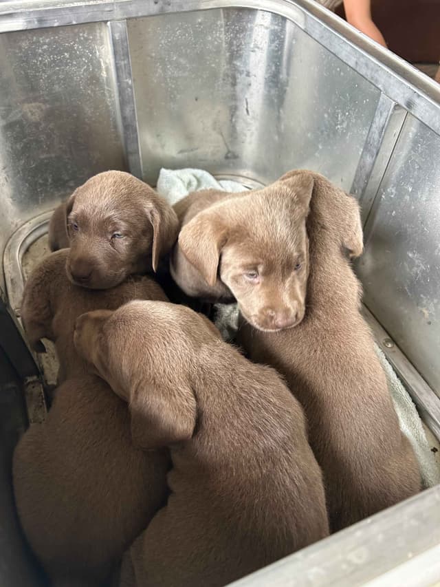 Labrador Retriever Puppies media 6