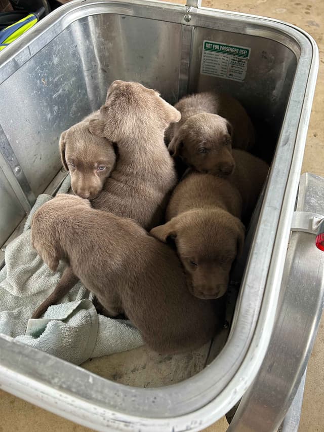 Labrador Retriever Puppies media 7