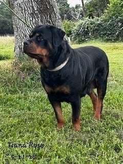 Rottweiler Puppies breeder image 1