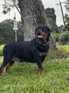 Rottweiler Puppies breeder image 2