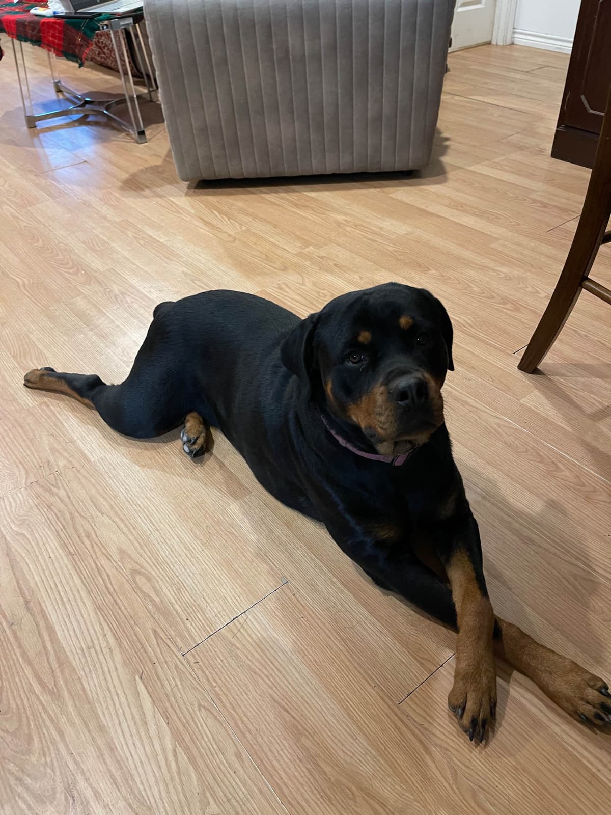 Rottweiler Puppies breeder image 5