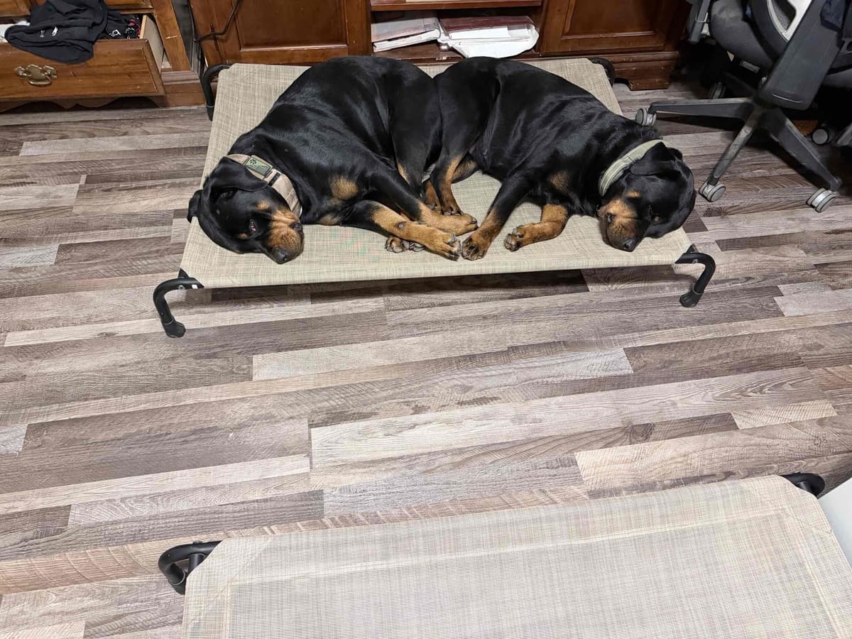 Rottweiler Puppies breeder image 4