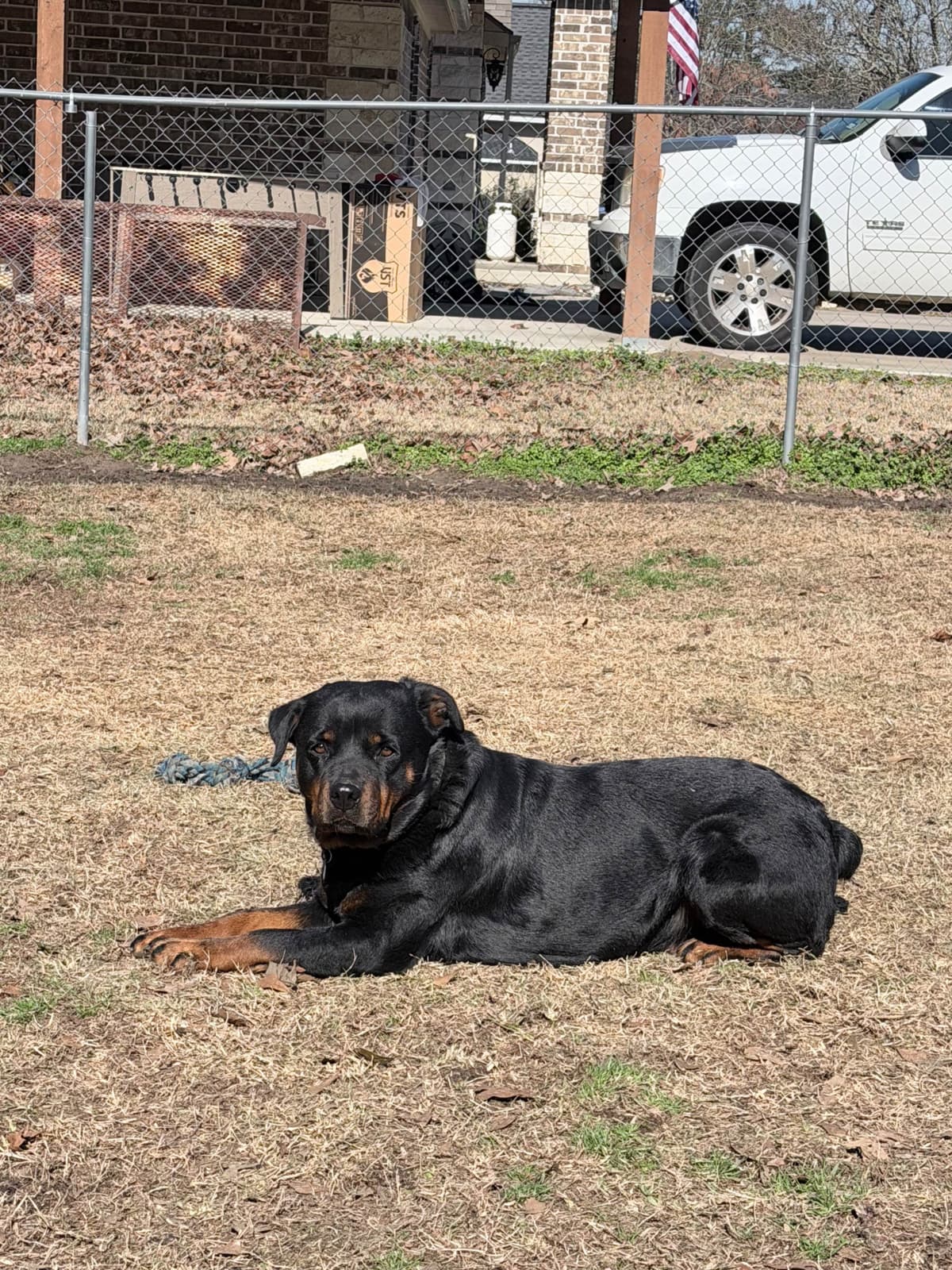 Rottweiler Puppies breeder image 11