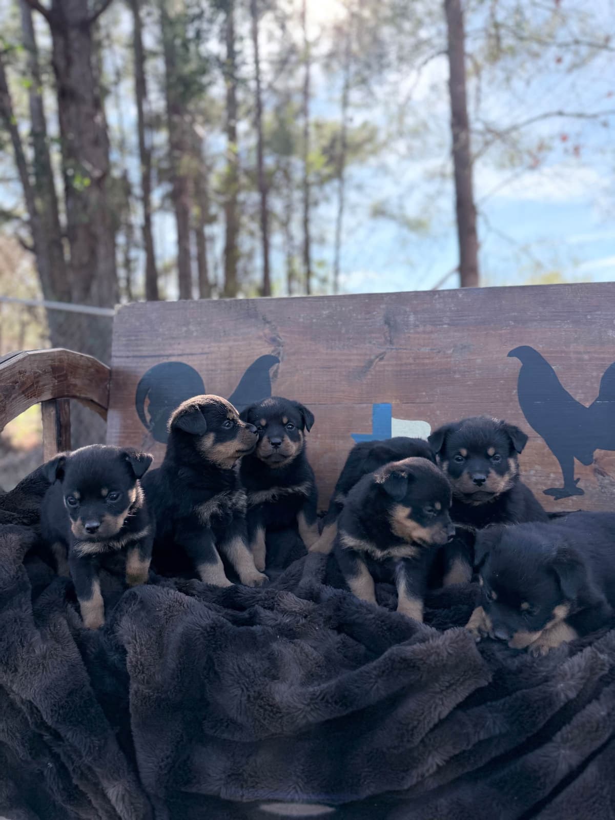 Rottweiler Puppies breeder image 12