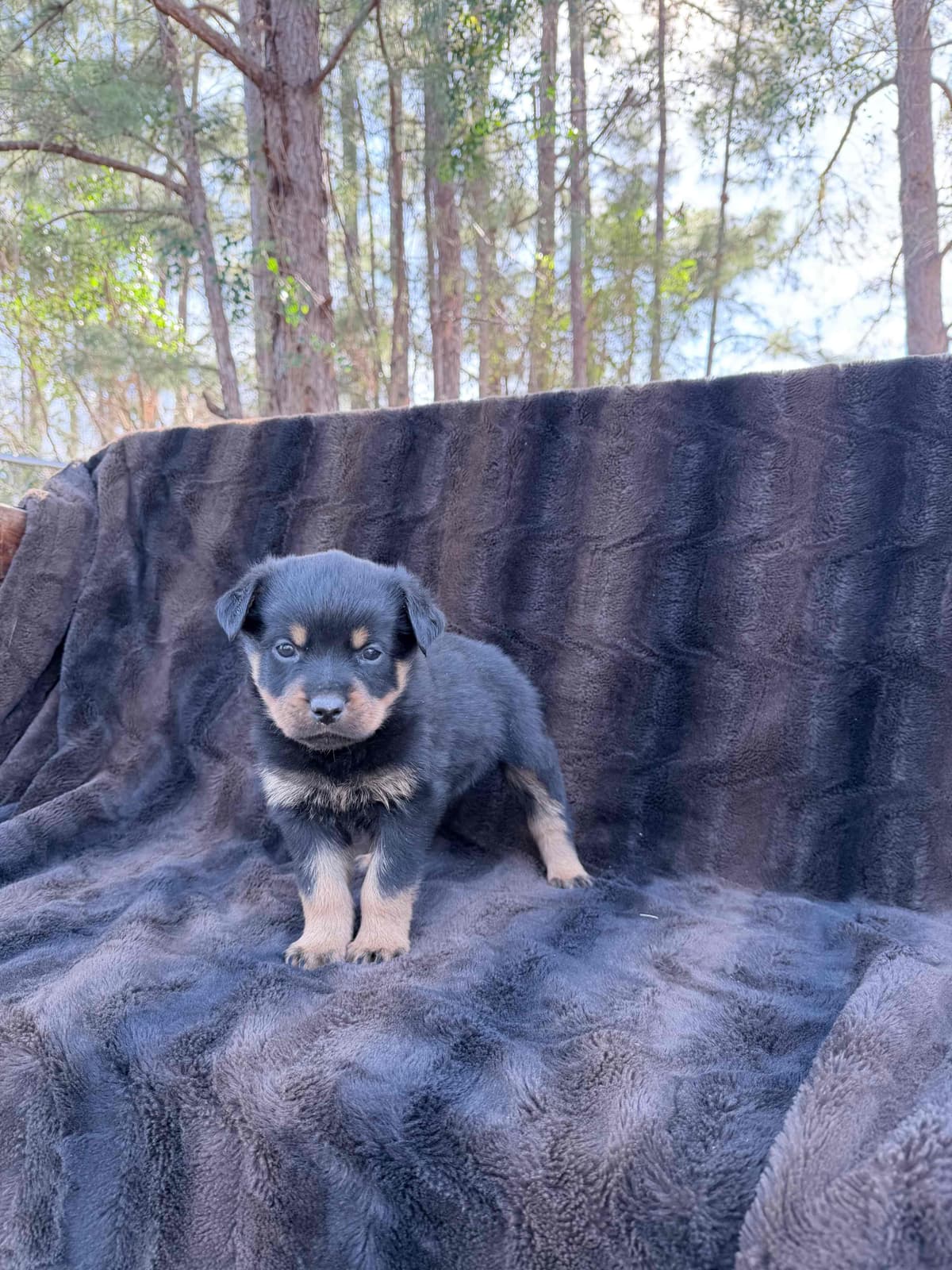 Rottweiler Puppies breeder image 13