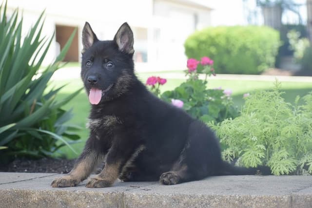 GSP PUPPIES❣️AVAILABLE NOW  📞 CALL 717-381-0667 media 14