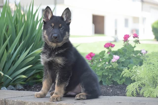 GSP PUPPIES❣️AVAILABLE NOW  📞 CALL 717-381-0667 media 10