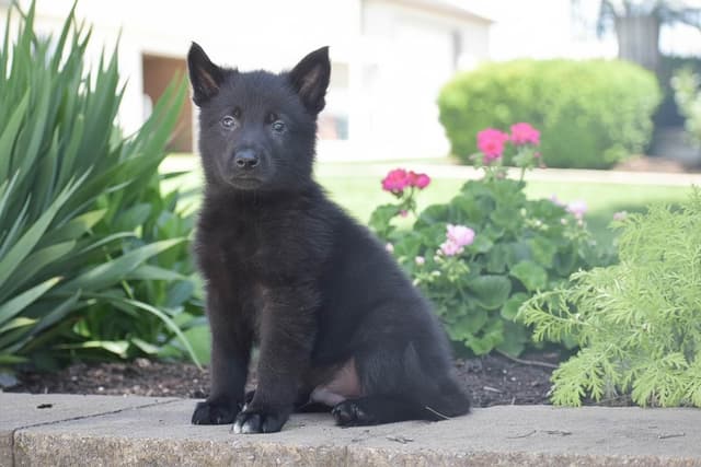 GSP PUPPIES❣️AVAILABLE NOW  📞 CALL 717-381-0667 media 5