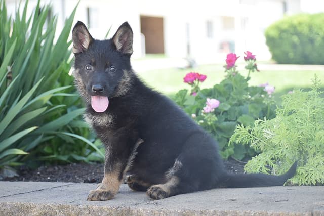 GSP PUPPIES❣️AVAILABLE NOW  📞 CALL 717-381-0667 media 4