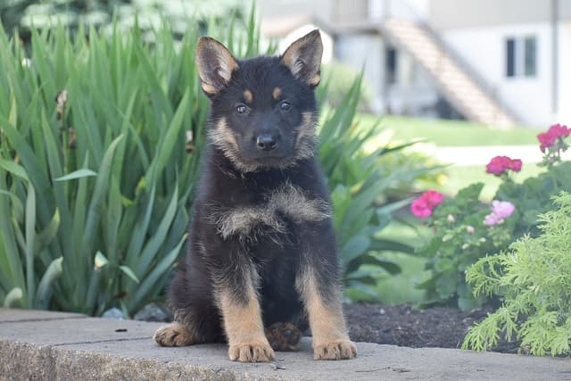 GSP PUPPIES❣️AVAILABLE NOW  📞 CALL 717-381-0667 media 12