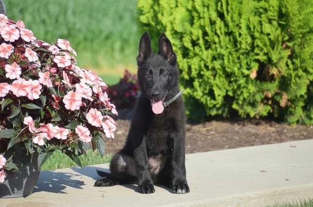 GSP PUPPIES❣️AVAILABLE NOW  📞 CALL 717-381-0667 media 2