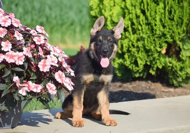 GSP PUPPIES❣️AVAILABLE NOW  📞 CALL 717-381-0667 media 3