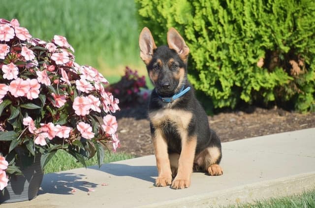 GSP PUPPIES❣️AVAILABLE NOW  📞 CALL 717-381-0667 media 9