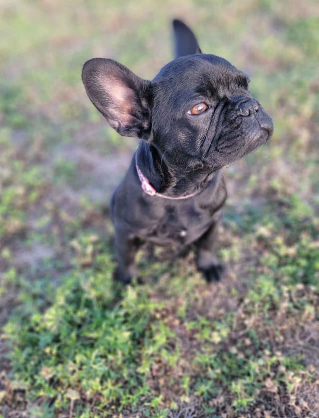 French Bulldog Puppies media 4