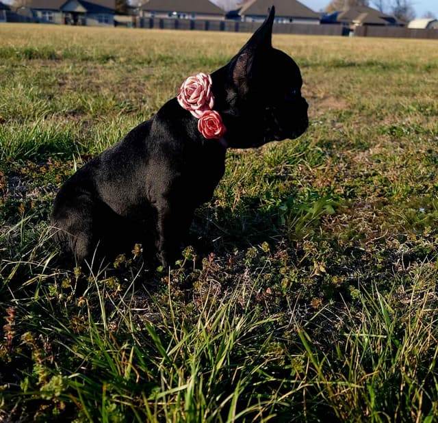 French Bulldog Puppies media 3