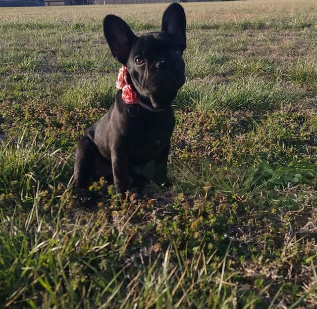 French Bulldog Puppies media 2